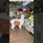 Her Pet Lamb Secretly Ate the Shop’s Vegetables! 🐑🥬 Funny Moment 😱#viral