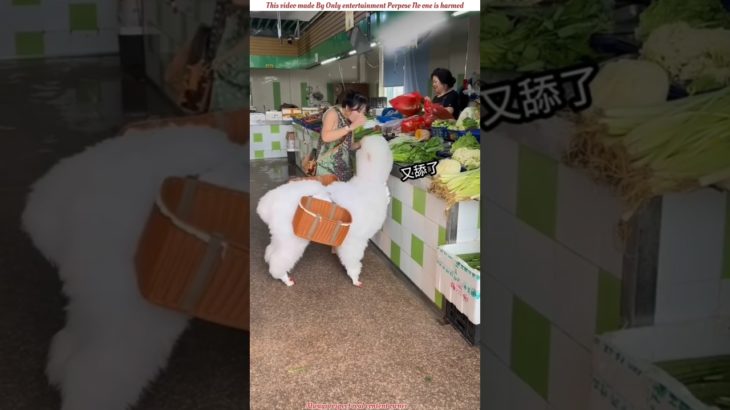Her Pet Lamb Secretly Ate the Shop’s Vegetables! 🐑🥬 Funny Moment 😱#viral