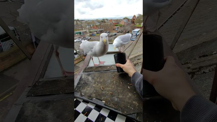 I Was Late For My Pet Seagulls Dinner… ⏰