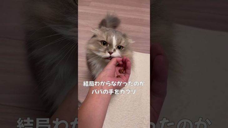 猫のIQテストあずきver #子猫 #猫 #癒し #かわいい #動物 #ペット #成長記録 #心が和む #shorts #kitten  #cat #munchkin