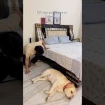 If you’re a pet parent, you know 😅….. #shorts  #yuvimicky #labrador