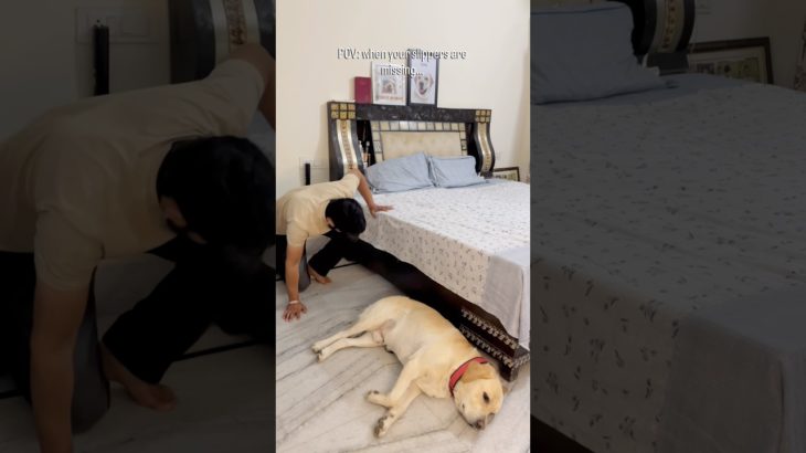 If you’re a pet parent, you know 😅….. #shorts  #yuvimicky #labrador