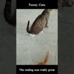 Is This Cat Normal? 😏#cat #cats #challenge #funnycat #pet #cute #shorts #youtubeshorts #viral