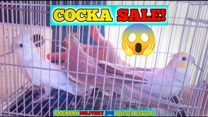 LOVEBIRDS SUPER SALE SA HULONG DUHAT MALABON PET MARKET