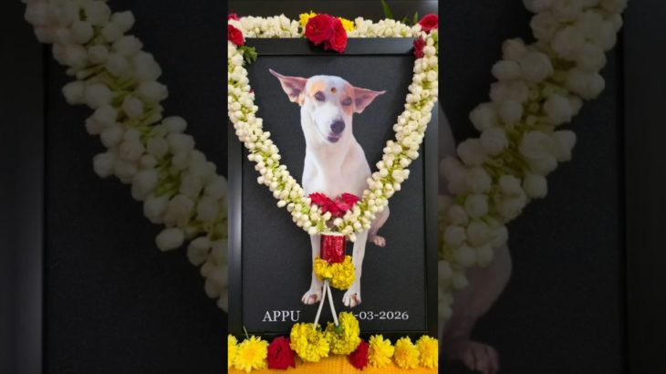 Last Goodbye to Our Beloved Appu 🐾😭 | Pet Dog Final Rites 💔🙏#PetLoss #DogLove #dogshorts #lastrites