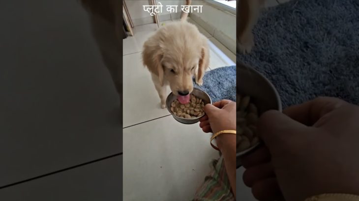 | Little Golden Retriever Puppy | My First Pet |