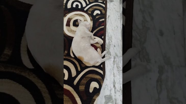 Loyal😻 #ytshorts #trending #viral #animal #pet #kitten #cat