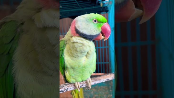 Mein Mithu #parrot #shortvideo #pet #funny #parrot #birds #shortsfeed #youtubeshorts #shorts #cute