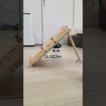 Mission:見守りカメラを捕獲せよ🪤　#見守りロボット #ペットカメラのある暮らし #ロボとーちゃん #探し物  #ROLAMini #whatthepet