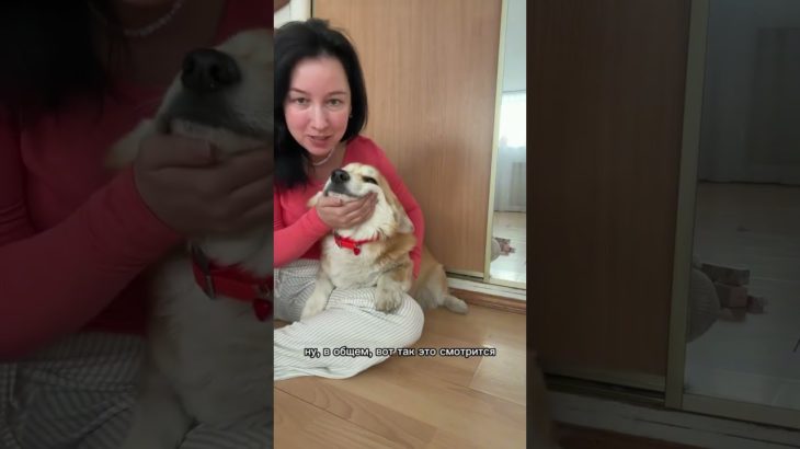 лучшее от Muzzle-Pet🧡🛒 Арт. OZON #1643446733🛒 Арт. WB #259825121