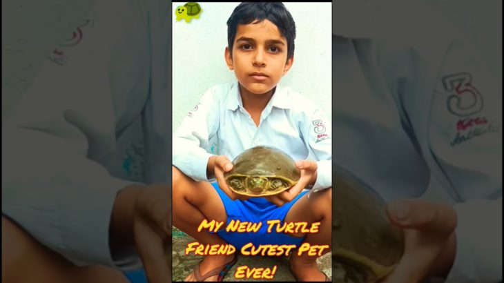 🐢 My New Turtle Friend 🔥 Cutest Pet Ever! #shorts #trending #motivation #turtlepetcare