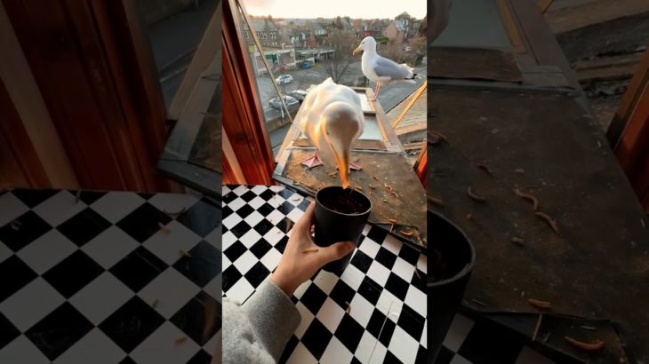 My Pet Seagull Is All Ready For Spring Time! ❤️