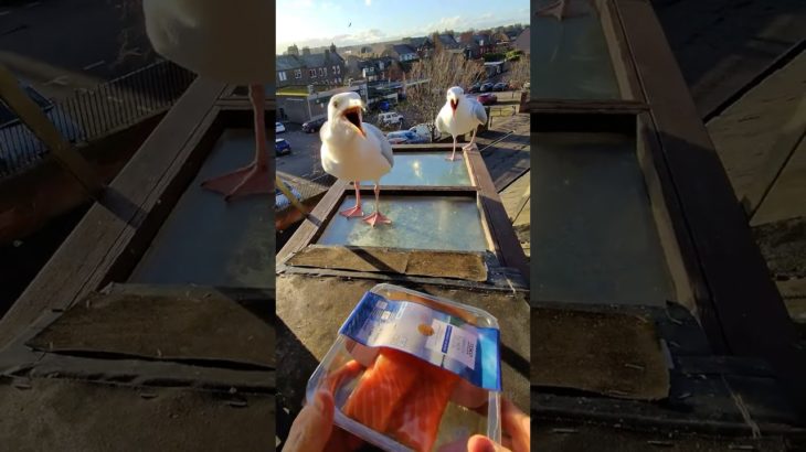 My Pet Seagulls Are Finally Learning To Share! ❤️