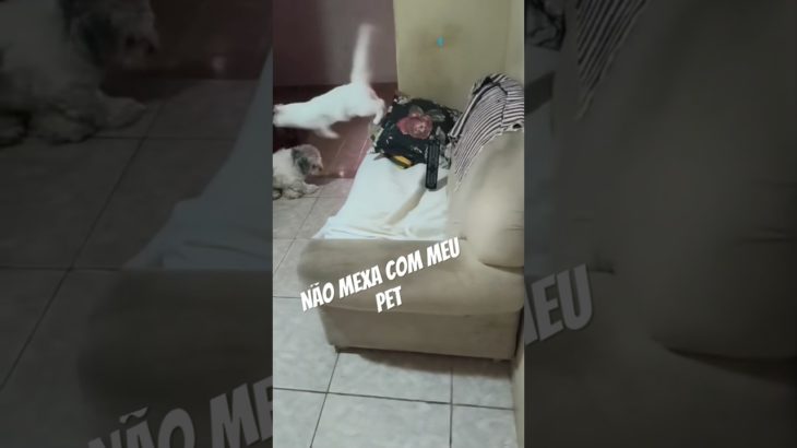Não mexa com meu Pet, Gata Branca voadora kkk #shorts #gatos #pets