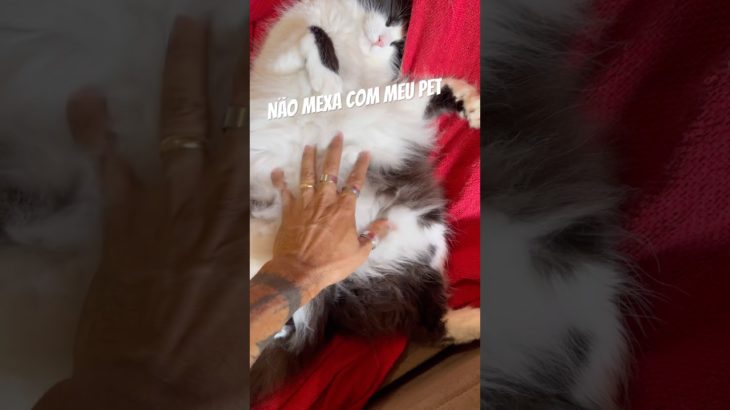 Não mexa com meu Pet, Olha esse Gato Gordinho no Sofá 😍 #shorts #gatos #pets