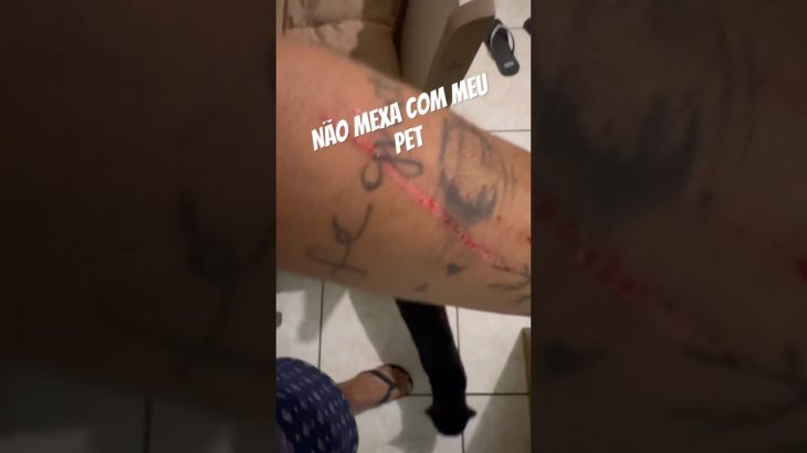 Não mexa com meu Pet! Olha o resultado kkk #shorts #gatos #pets