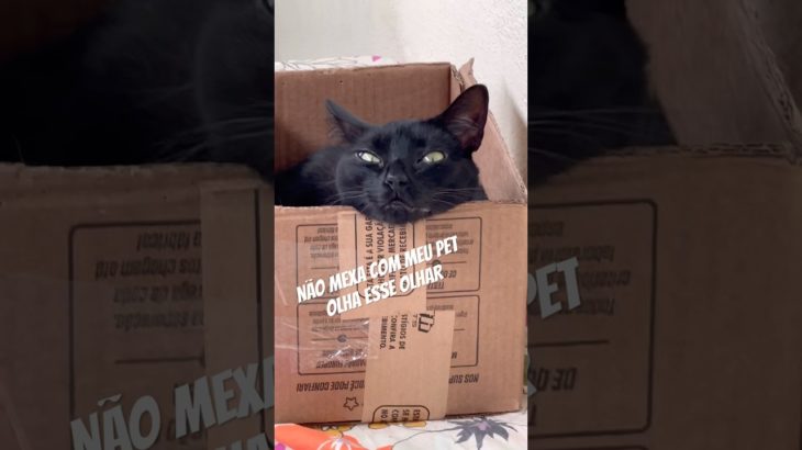 Não mexa com meu Pet! Olha que olhar Hipnotizante #shorts #gatos #pets