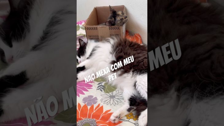 Não mexa com meu Pet, ele tem Pai, tem Mãe e CPF #shorts #gatos #pets