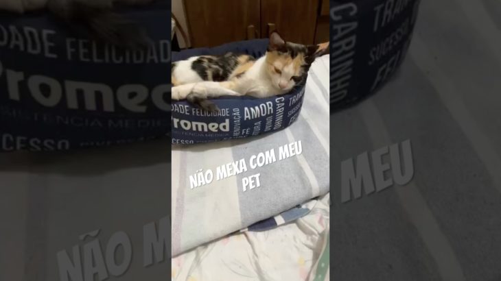 Não mexa com meu Pet, soninho Gostoso #shorts #gatos #pets é