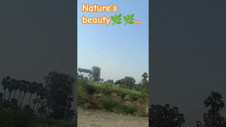 Nature’s beauty🌿🌿 #hamnebahuttujhko #chupchupkedekha #kishorekumar #old song #@Nayadaur-07