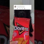 O QUE O SEU PET PODE OU NÃO PODE COMER – DORITOS 💜🐶 #cachorro #funny #shorts