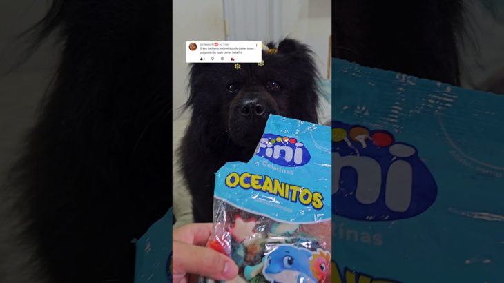 O QUE SEU PET PODE OU NÃO PODE COMER – FINI 💜🐶 #humor #funny #shorts