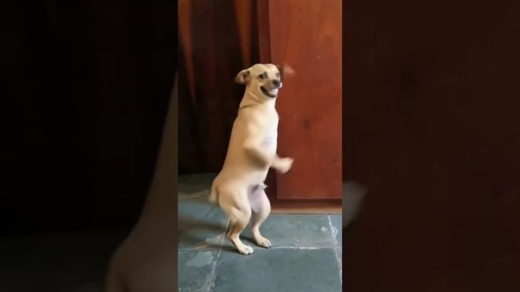 POV: Wife Se Fight… Aur Pet Ne Entry Maar Di 😂🐶 | Wait For End #pov #couplefight #funnycouple #pet