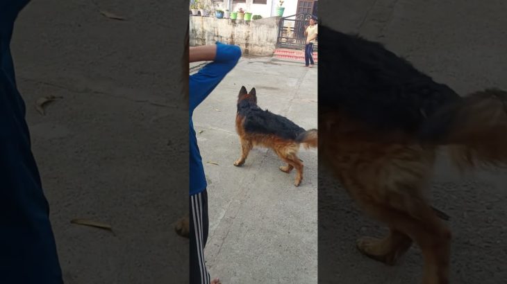Panther ka game#ytshorts #germanshepherd #cutepet #youtubs #pet #animal