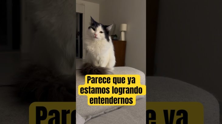 Parece que ya estamos logrando entendernos #gato #cat #gatitos #pet