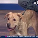 Pet Adoption Wednesday