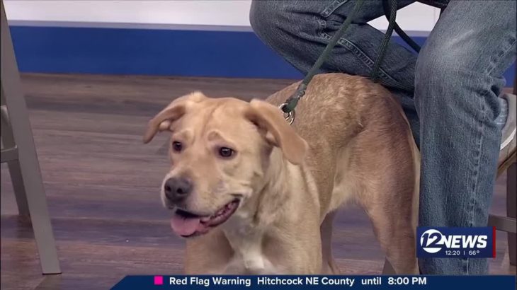 Pet Adoption Wednesday