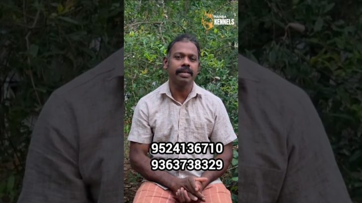 “Pet Care Taker Wanted | வேலைக்கு ஆட்கள் தேவை 🐶 | Nanba Kennels”#nagercoil#9524136710 #kanniyakumari