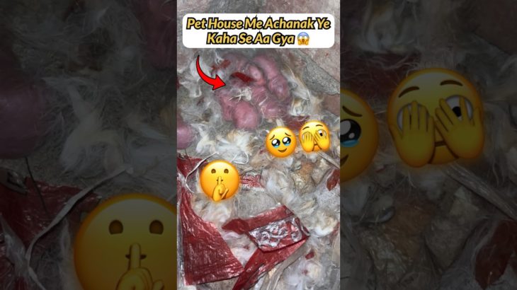 Pet House Me KhushKhabri Mil Gyi 🤫🤗 #shorts #kabutarbazi #petvlog #rabbitbaby #petswithbalaji