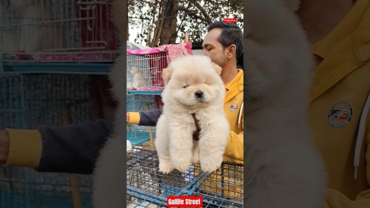 Pet Market Kolkata 😍/lowest price puppy dog/Gallif Street dogs #shorts #viral #dog #dogs #doglover