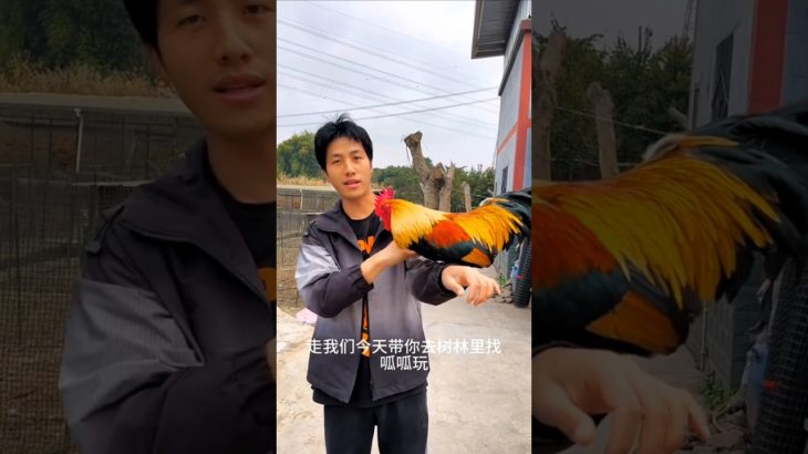 Pet a rooster #ytshorts