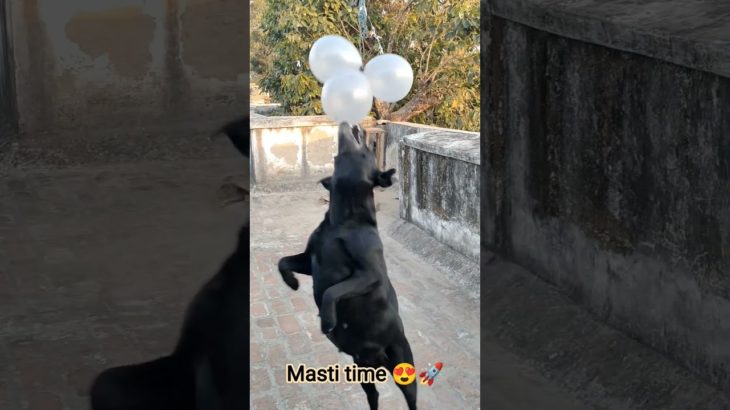 Pet’s Funny Moments #Cutest Pet # Short video #funny moments #