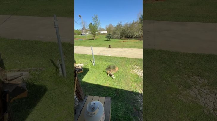 Protect your pet ￼