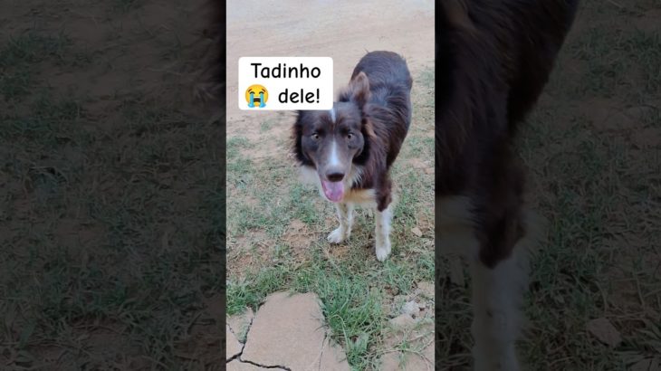 😭 QUE GATINHO MALVADO! O CARAMELO NÃO MERECIA! #pets #pet #cachorro #2026 #shorts