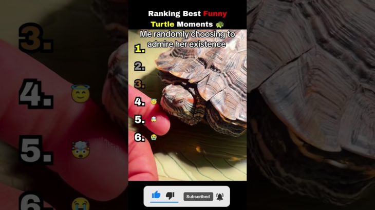 Ranking Funniest Pet Turtle Moments 🐢😂 #shorts #turtles