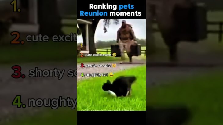 Ranking Pet Reunions From Cute to HEARTBREAKING 🥺 #shorts #catvideos #reunion