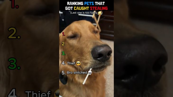 Ranking the Internet’s BIGGEST Pet Thieves 🧀🐕 #shorts