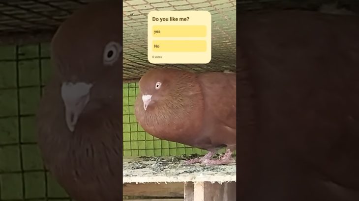 Red Giribaz Pigeon. #pigeon #birds #kabutar #kabootar #pets #pet