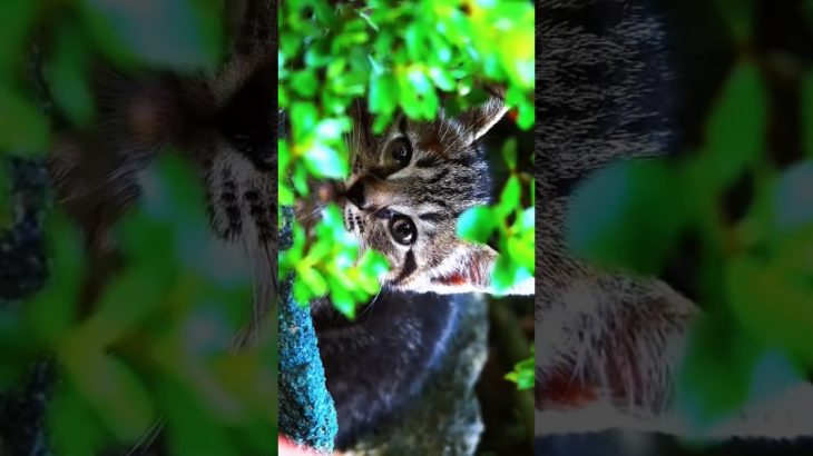 Relaxing Nature beauty 😌🏔️#nature#trending #beautiful #peaceful#shortvideo