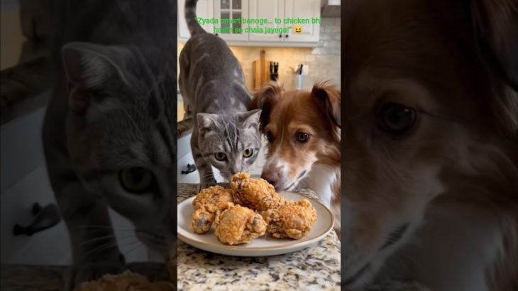 🤣 Sabse Funny Pet Fight – Ending dekh ke hasoge! #shortsviral #shortsfeed #march #shortvideo