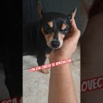Se aprovecha de que es lindo #dog #perro #perrito #dog #pet