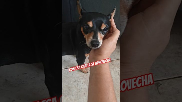 Se aprovecha de que es lindo #dog #perro #perrito #dog #pet