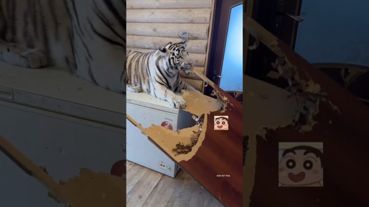 She Made Her Pet Tiger Angry… You Won’t Believe What Happened Next!