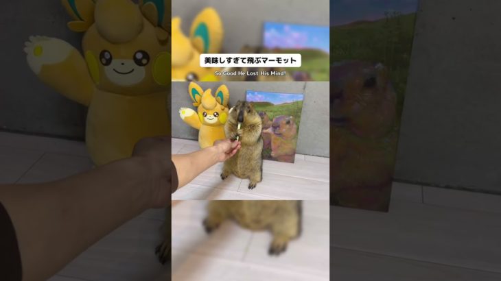 So Good He Lost His Mind! #marmot #mamochi