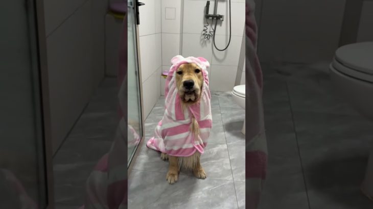 Super Absorbent Pet Bathrobe for Easy Home Dog Baths
