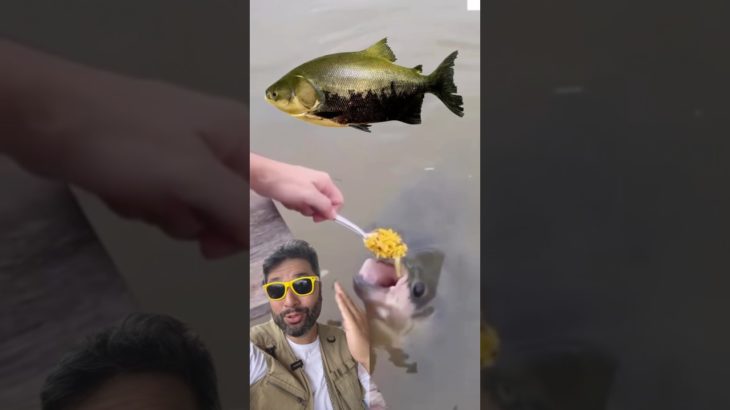 Tambaqui PET, já tinha visto?